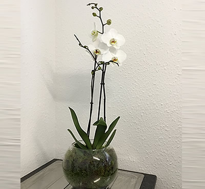 Floral gift - orchid
